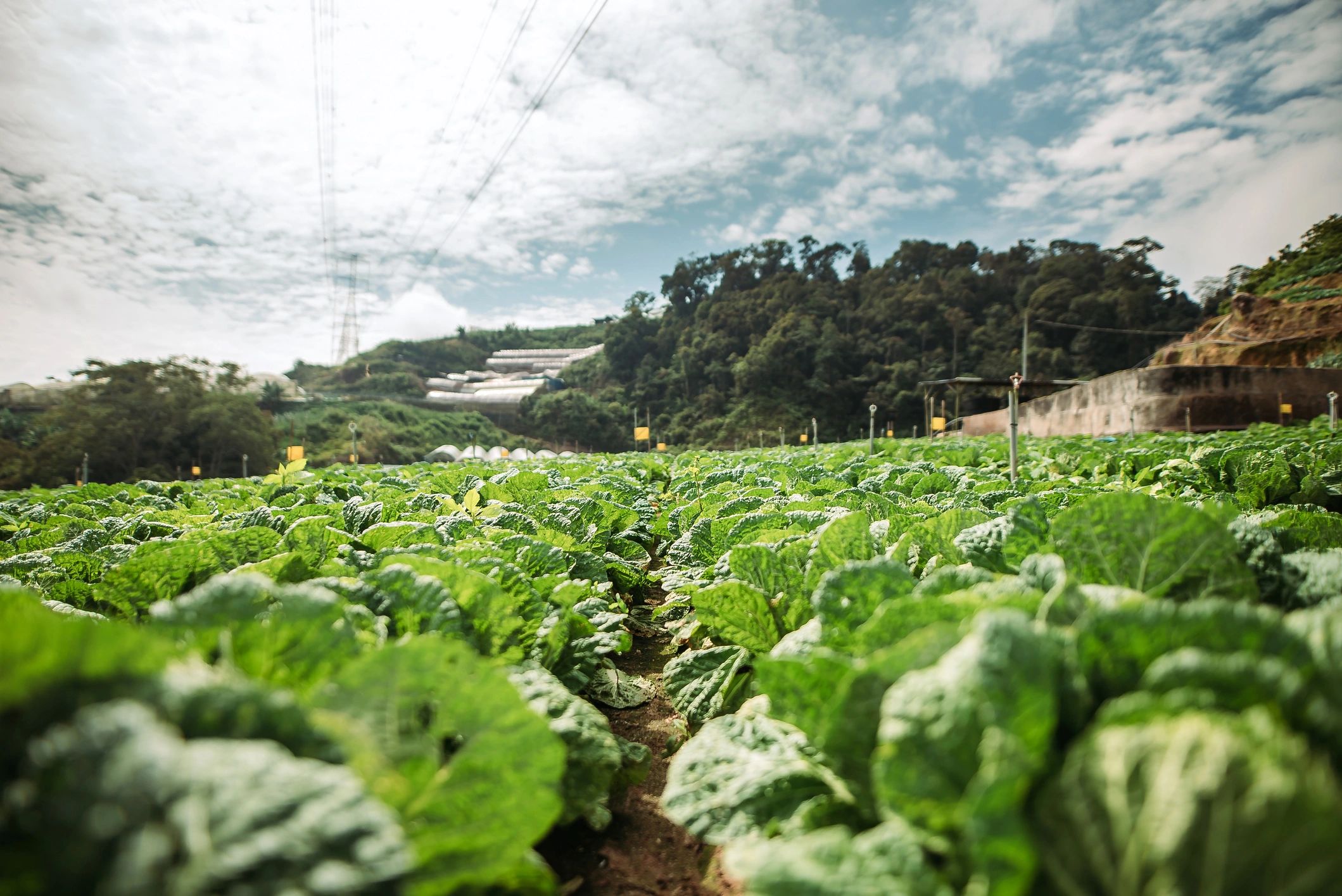 Organic farm fields under open sky