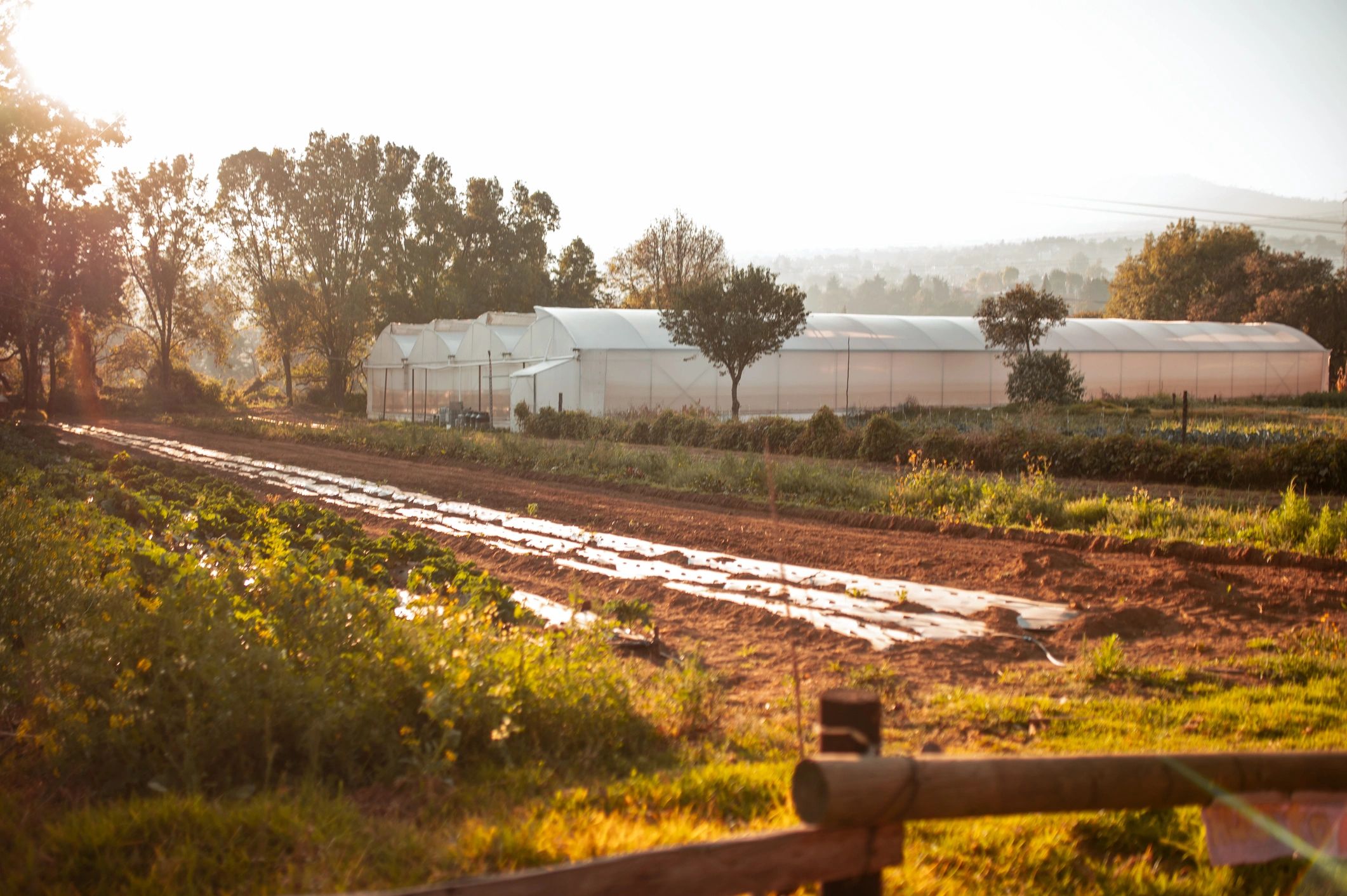 Wide shot of organic vegetable farm